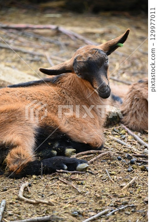 Beautiful goats on the farm. Concept for animals and agriculture. 129977011