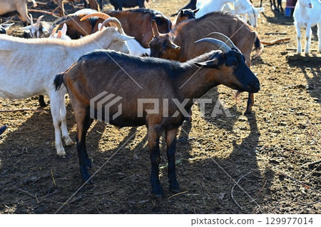 Beautiful goats on the farm. Concept for animals and agriculture. Beautiful goats on the farm. Concept for animals and agriculture. 129977014