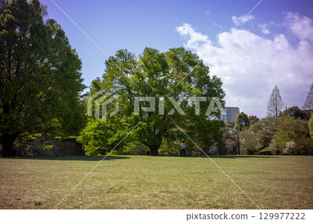 有大樹的公園 有大樹的公園 129977222