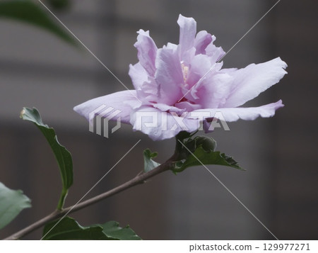 一株柔軟的淡粉色重瓣芙蓉花 129977271