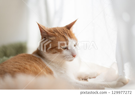 一隻貓在窗邊放鬆 棕虎白 一隻貓在窗邊放鬆 棕虎白 129977272