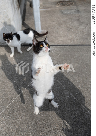 Cat to jump Cat to jump 129977381