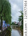 Asahikawa River and willow trees the morning after the Kanto Festival in heavy rain 129977464