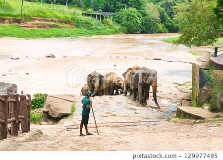 Elephants playing at Pinnawala Elephant Orphanage Elephants playing at Pinnawala Elephant Orphanage 129977495