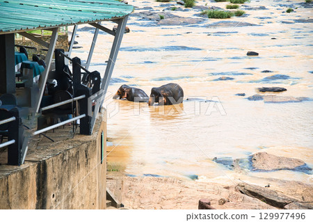Elephants playing at Pinnawala Elephant Orphanage 129977496