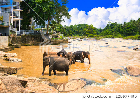 Elephants playing at Pinnawala Elephant Orphanage 129977499