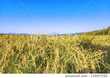 美麗的稻穀在風中搖曳,遠處的富士山清晰可見 美麗的稻穀在風中搖曳,遠處的富士山清晰可見 129977588