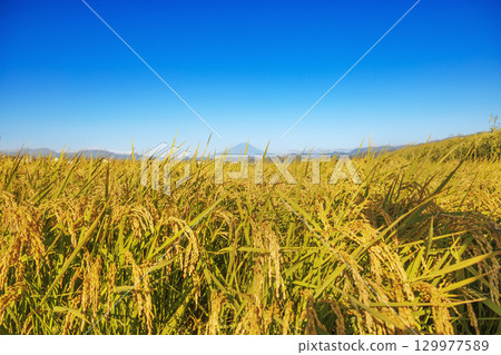 美麗的稻穀在風中搖曳，遠處的富士山清晰可見 129977589