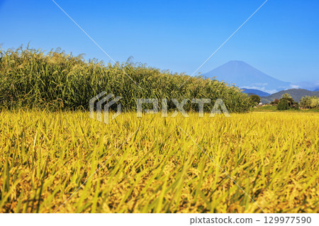 美麗的稻穀在風中搖曳,遠處的富士山清晰可見 美麗的稻穀在風中搖曳,遠處的富士山清晰可見 129977590