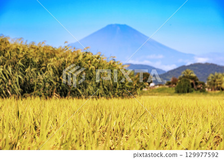 美麗的稻穀在風中搖曳,遠處的富士山清晰可見 美麗的稻穀在風中搖曳,遠處的富士山清晰可見 129977592