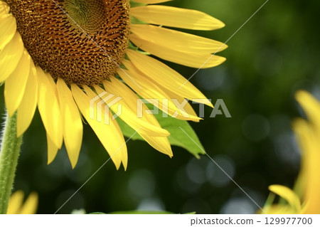 Sunflowers blooming towards the sun, bokeh background 129977700