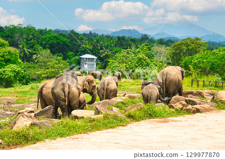 大像在品納維拉大象孤兒院玩耍 大像在品納維拉大象孤兒院玩耍 129977870