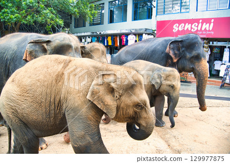 Elephants playing at Pinnawala Elephant Orphanage 129977875