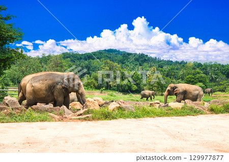 Elephants playing at Pinnawala Elephant Orphanage Elephants playing at Pinnawala Elephant Orphanage 129977877