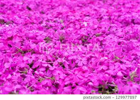 It's moss pink. 129977897