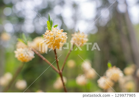 This is Mitsumata, which grows in large numbers in the Tsuru Alps in Yamanashi Prefecture. 129977905