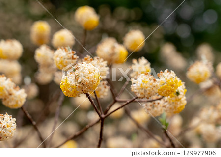 This is Mitsumata, which grows in large numbers in the Tsuru Alps in Yamanashi Prefecture. 129977906
