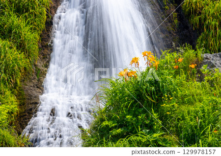 新潟縣佐渡市巖谷口 - 從佐渡環狀線外海府海岸沿線眺望五段瀑布，百合花和萱草花盛開 129978157