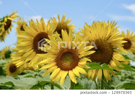 Lively sunflowers and blue sky 129978365