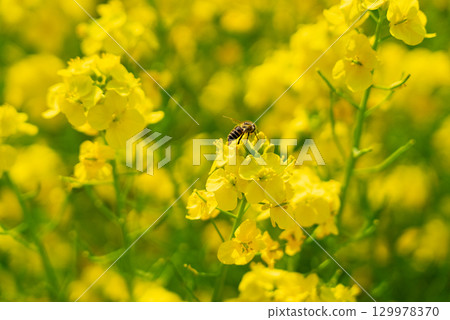 油菜花和蜜蜂的合作。 129978370