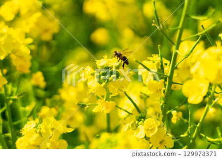 油菜花和蜜蜂的合作。 油菜花和蜜蜂的合作。 129978371