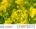 A collaboration between rape blossoms and honeybees. 129978372
