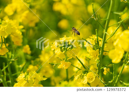 油菜花和蜜蜂的合作。 129978372