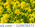 A collaboration between rape blossoms and honeybees. 129978373