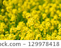 A collaboration between rape blossoms and honeybees. 129978418