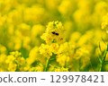 A collaboration between rape blossoms and honeybees. 129978421