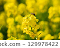 A collaboration between rape blossoms and honeybees. 129978422