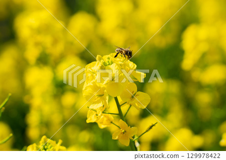 A collaboration between rape blossoms and honeybees. 129978422