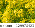A collaboration between rape blossoms and honeybees. 129978423