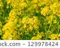 A collaboration between rape blossoms and honeybees. 129978424