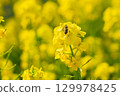 A collaboration between rape blossoms and honeybees. 129978425