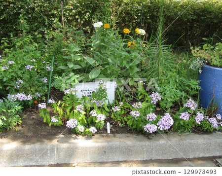 White and orange zinnia and purple beach pink flowers 129978493