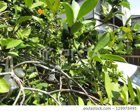 Dark green unripe guava fruit Dark green unripe guava fruit 129978495