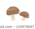 Shiitake mushroom illustration 129978687