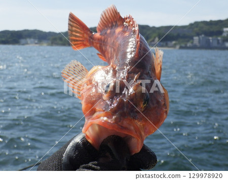 我抓到了一條石魚 我抓到了一條石魚 129978920