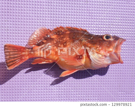 我抓到了一條石魚 129978921