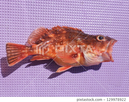 我抓到了一條石魚 129978922