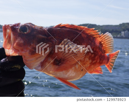 我抓到了一條石魚 我抓到了一條石魚 129978923