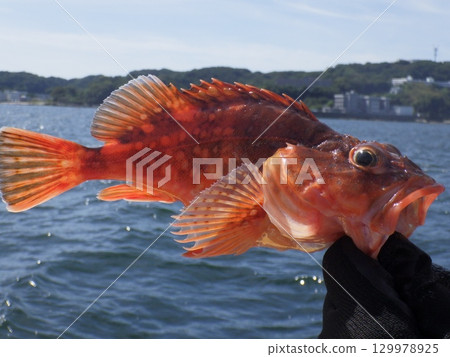 我抓到了一條石魚 我抓到了一條石魚 129978925
