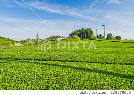 Scenery around the Chagusaba Farming Viewpoint in Kakegawa City (Shizuoka Prefecture) 129979090