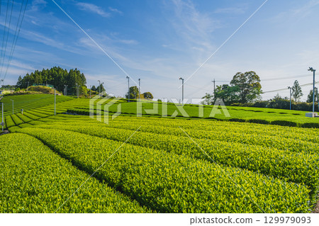Scenery around the Chagusaba Farming Viewpoint in Kakegawa City (Shizuoka Prefecture) 129979093