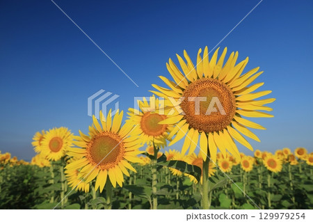 向日葵3584 129979254