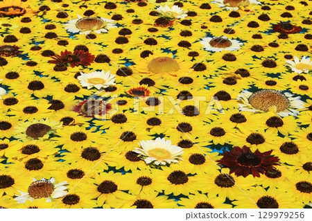 向日葵3654 129979256