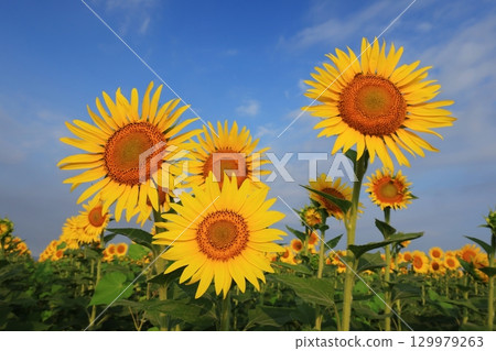 Sunflower Field 3556 129979263