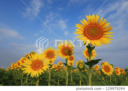 Sunflower Field 3566 129979264