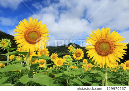 向日葵田 3450 129979267